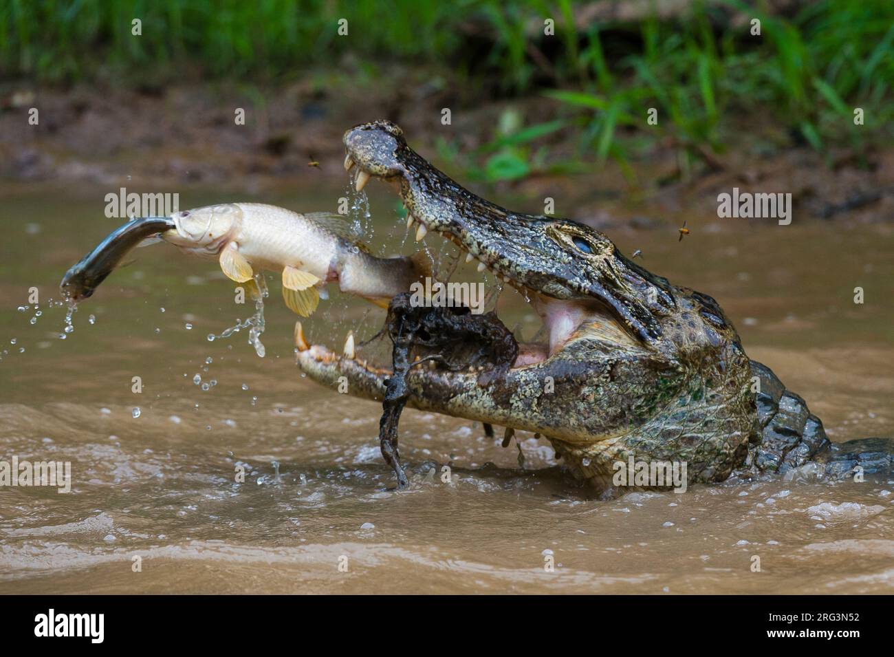 Un yacare caiman (Caiman crocodylus yacare), prenant un poisson tigre (Hoplias malabaricus), attrapant un poisson.Rio Negrinho, Pantanal, Mato Grosso, Brésil. Banque D'Images