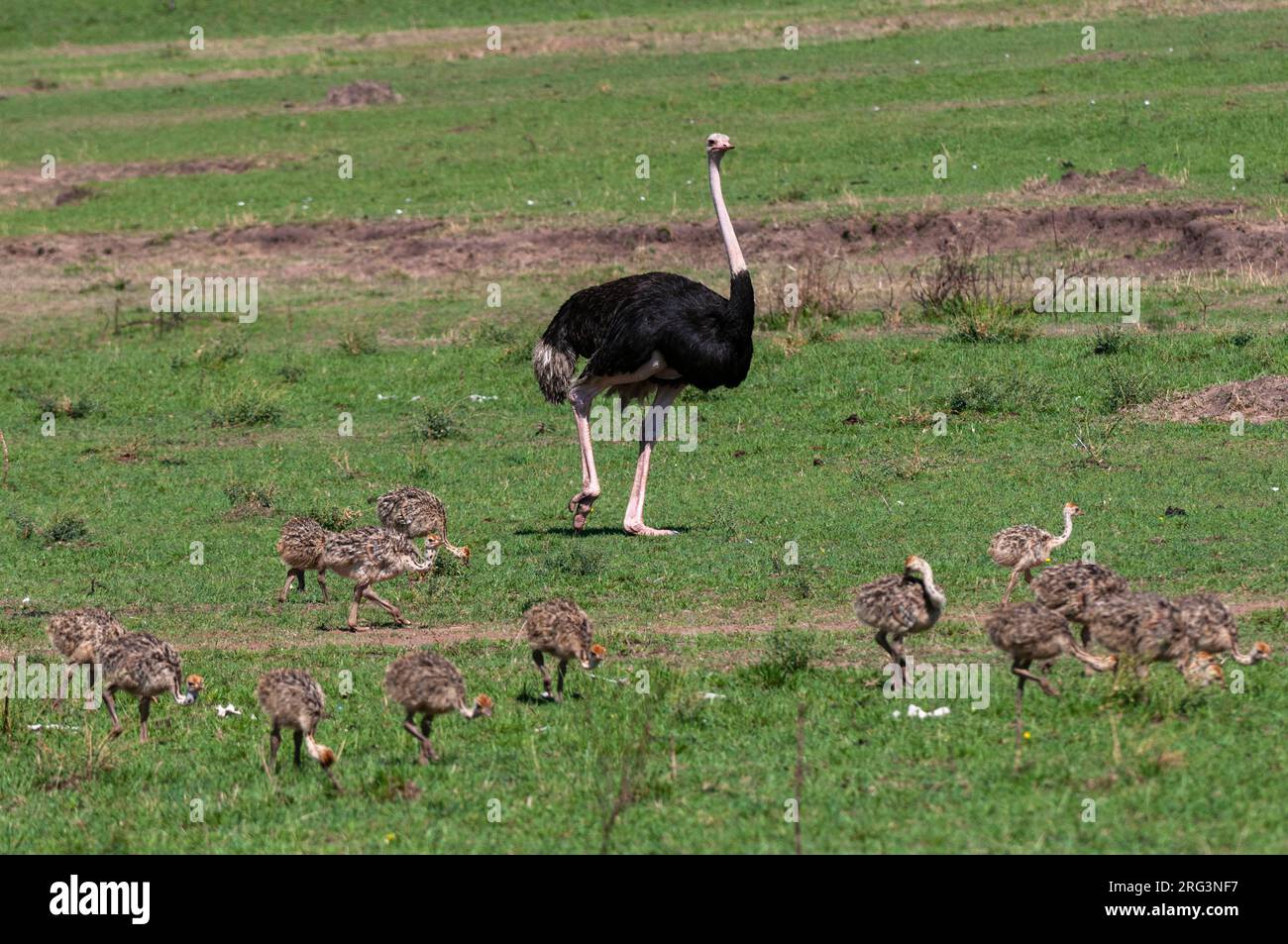 Un autruche mâle, Struthio camelus, en observant son embrayage de poussins pendant qu'ils fourraillent.Réserve nationale de Masai Mara, Kenya. Banque D'Images