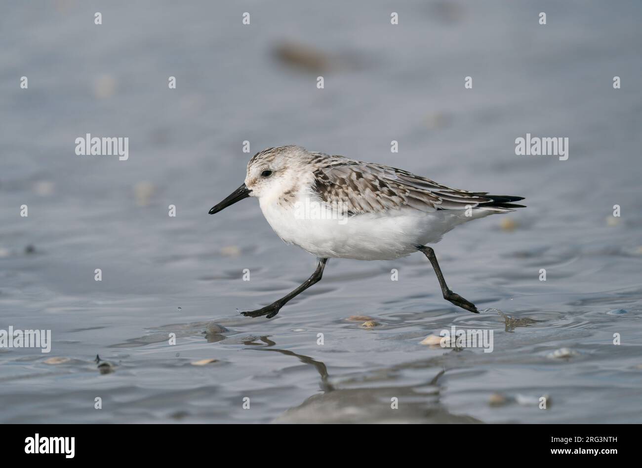 Premier plumage d'hiver Sanderling (Calidris alba) courant rapide sur une plage de sable avec les deux pieds au-dessus du sol, flottant Banque D'Images