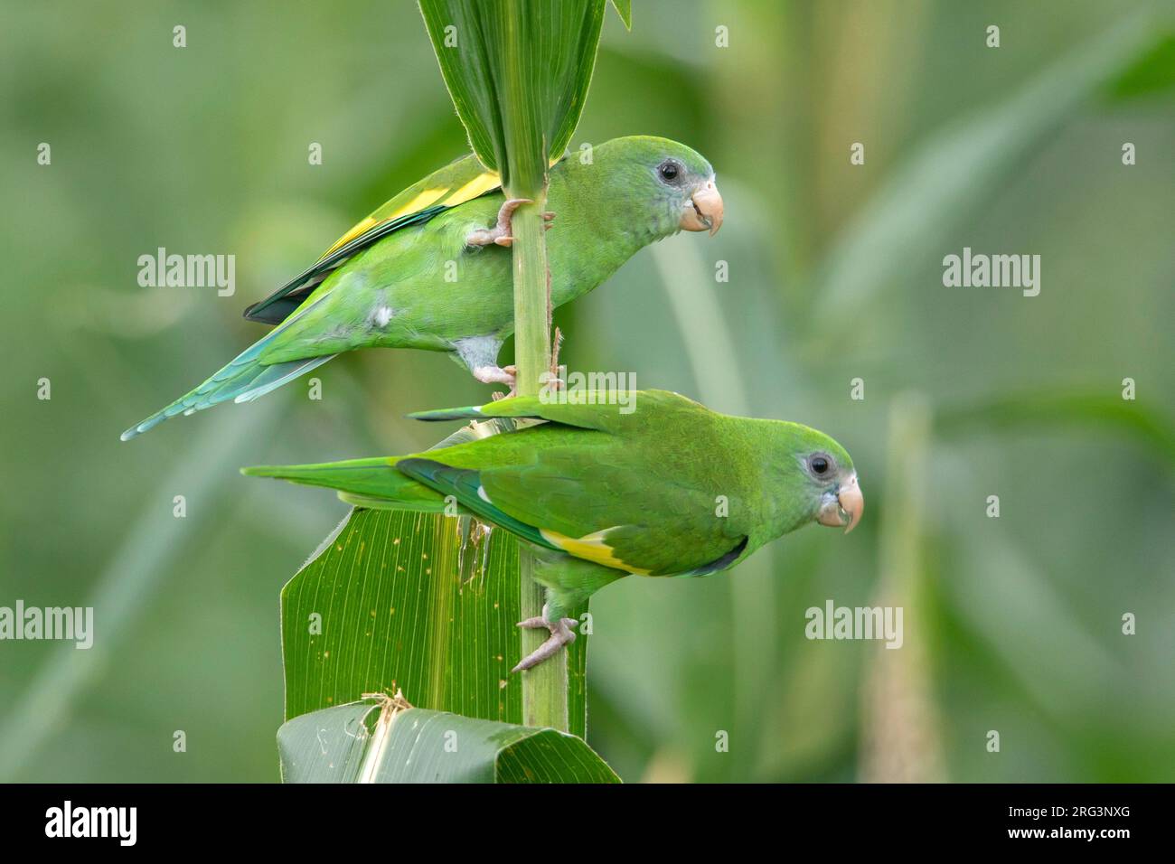 Parakeet à ailes blanches à Isla Fantasia, Leticia, Amazonas, Colombie Banque D'Images