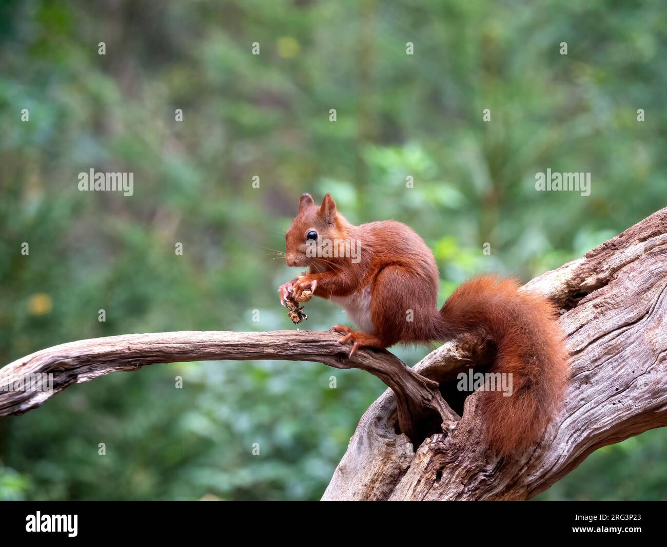 Écureuil rouge (Sciurus vulgaris) perché sur une branche avec de la nourriture Banque D'Images