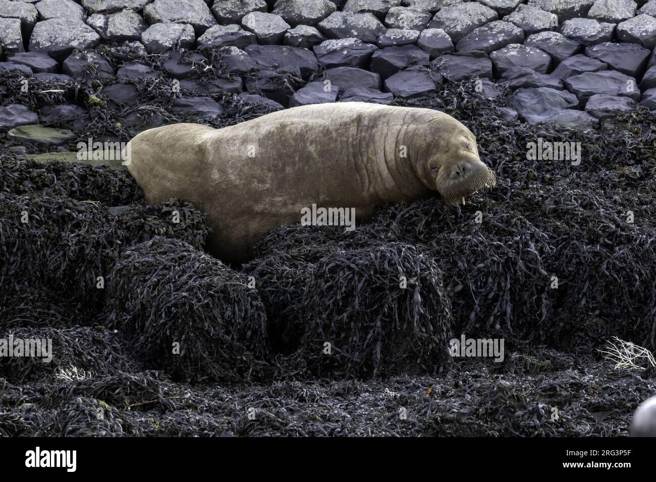 Une jeune femelle morse du WAtlantique (Odobenus rosmarus rosmarus) est restée à Harlingen, Frise, les Natherlands. Banque D'Images