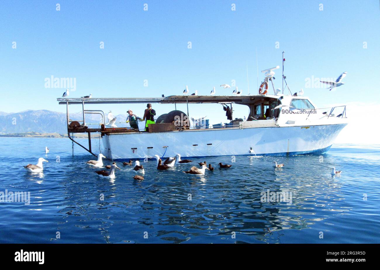 Les oiseaux marins comme les Albatros et les moûts derrière un bateau de pêche local au large de Kaikoura, île du Sud, Nouvelle-Zélande. Banque D'Images