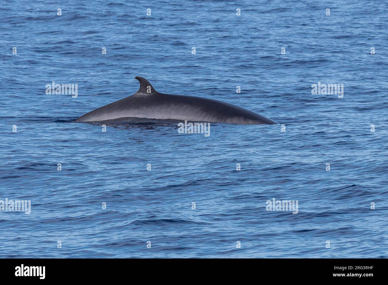 Baleine de Minke (Balaenaoptera acutorostrata) surface 2km au nord-ouest de Corvo, Açores, Portugal. Banque D'Images