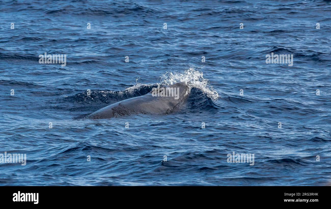 Baleine de Minke (Balaenaoptera acutorostrata) surface 2km au nord-ouest de Corvo, Açores, Portugal. Banque D'Images