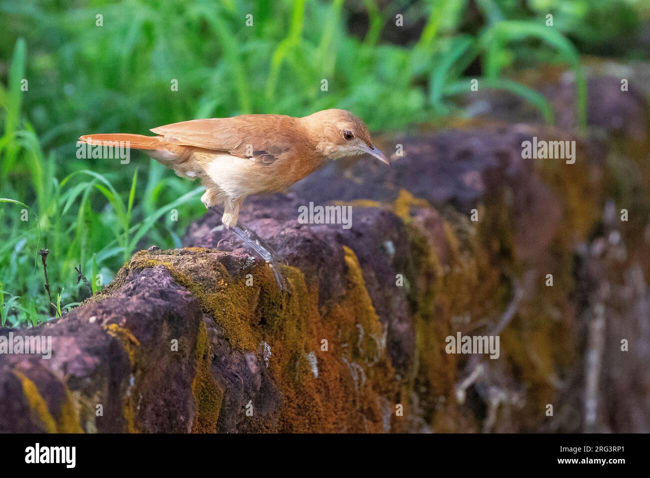 Rufous Hornero (Furnarius rufus) dans le Pantanal au Brésil. Banque D'Images