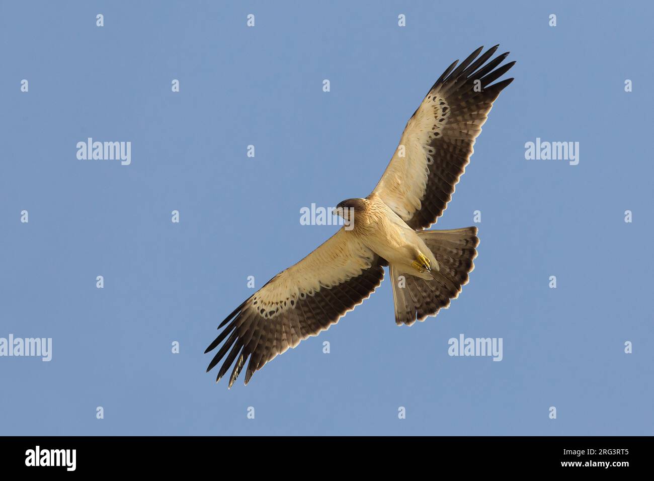 Dans Dwergarend Lichte fase de viaje en avión ; lumière morph Aigle botté en vol Banque D'Images