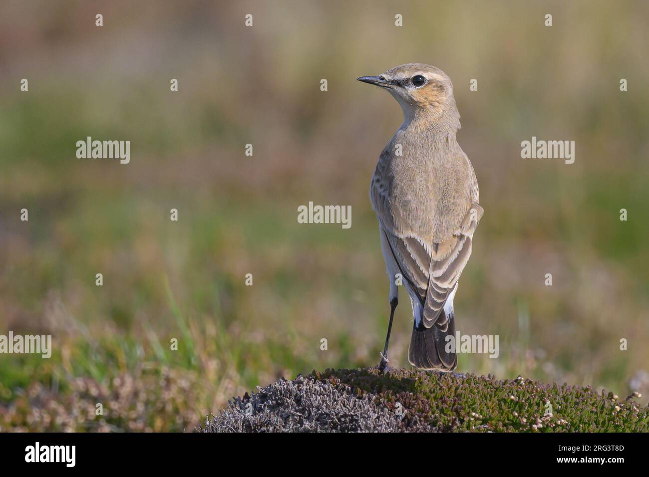 Isabelline Wheatear (Oenanthe isabellina), 1 ac, perché sur une mottes, avec la végétation comme arrière-plan. Banque D'Images