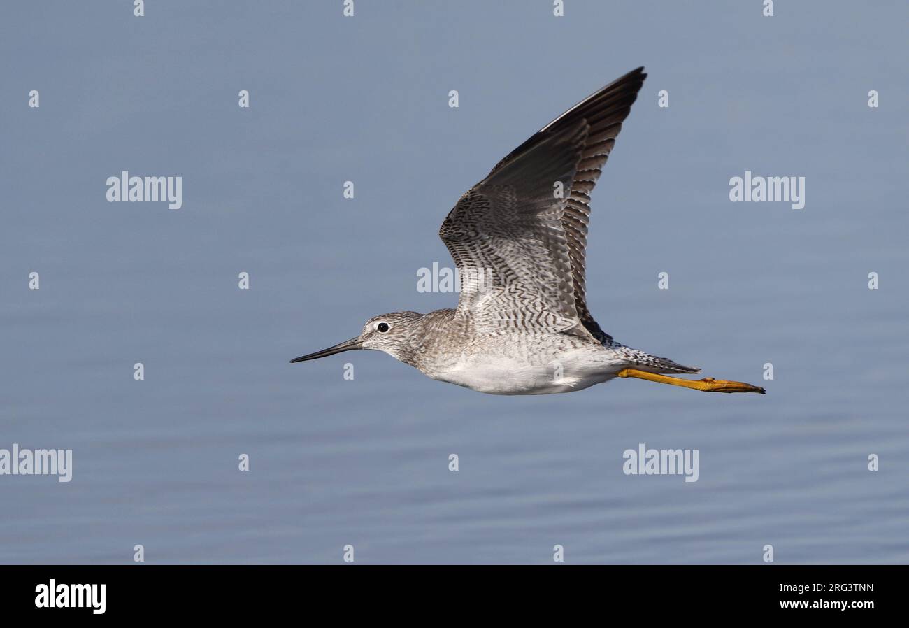 Greater Yellowlegs, Tringa melanoleuca, en vol au New Jersey, USA Banque D'Images