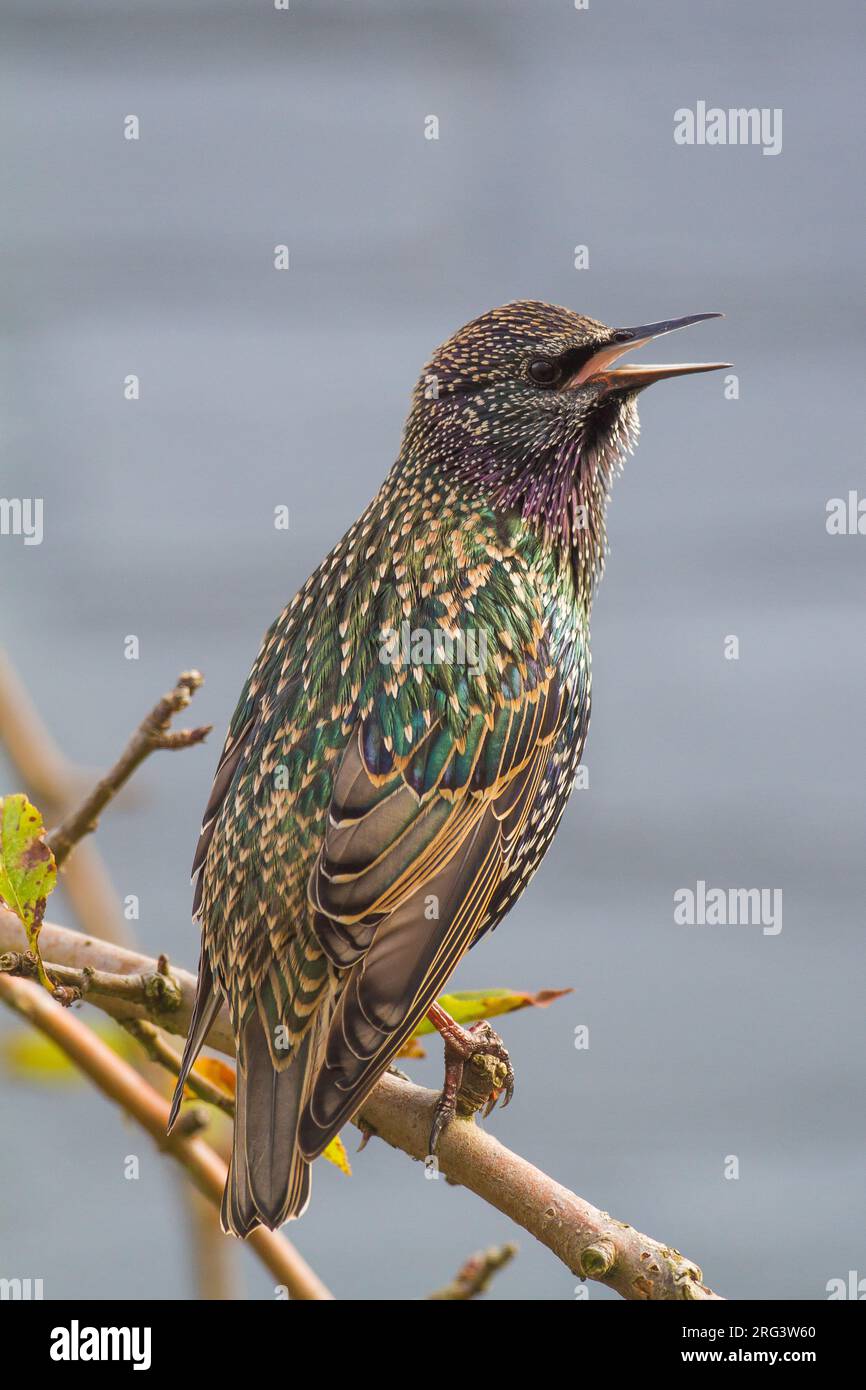 Spreeuw, Starling européen, Sturnus vulgaris chantant dans le pommier du jardin Banque D'Images