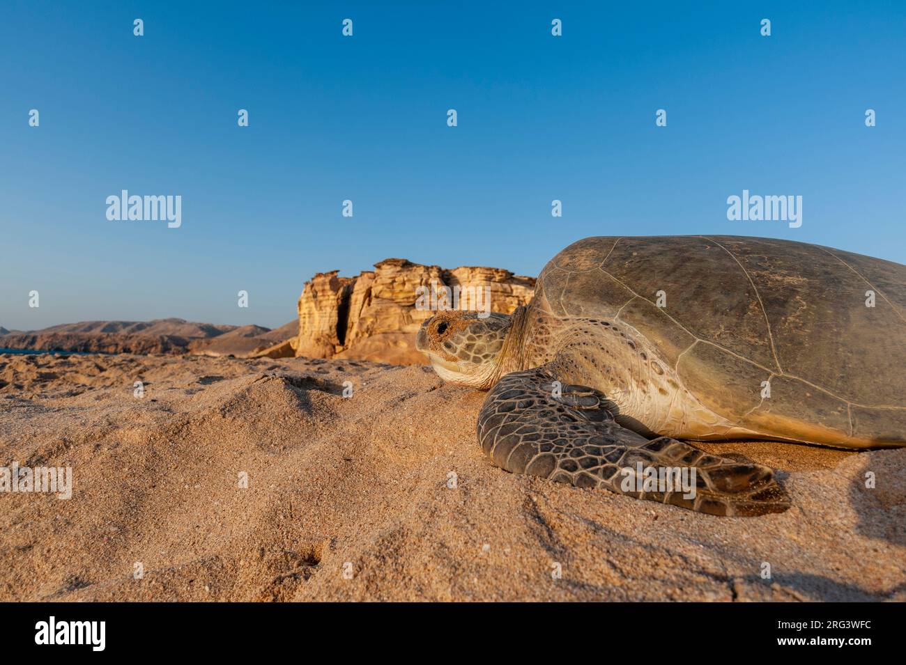 Une tortue de mer verte, Chelonia mydas, revenant à la mer après avoir pondu ses œufs.Ras Al Jinz, Oman. Banque D'Images