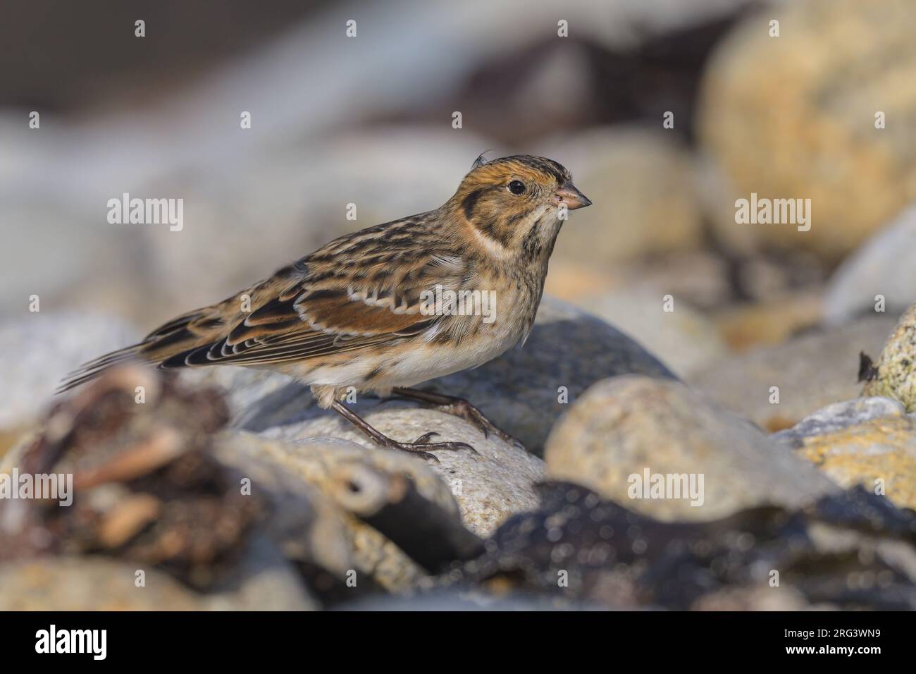 Portrait d'un bruant lapon (Calcarius lapponicus) dans les galets et la laisse de mer. Banque D'Images