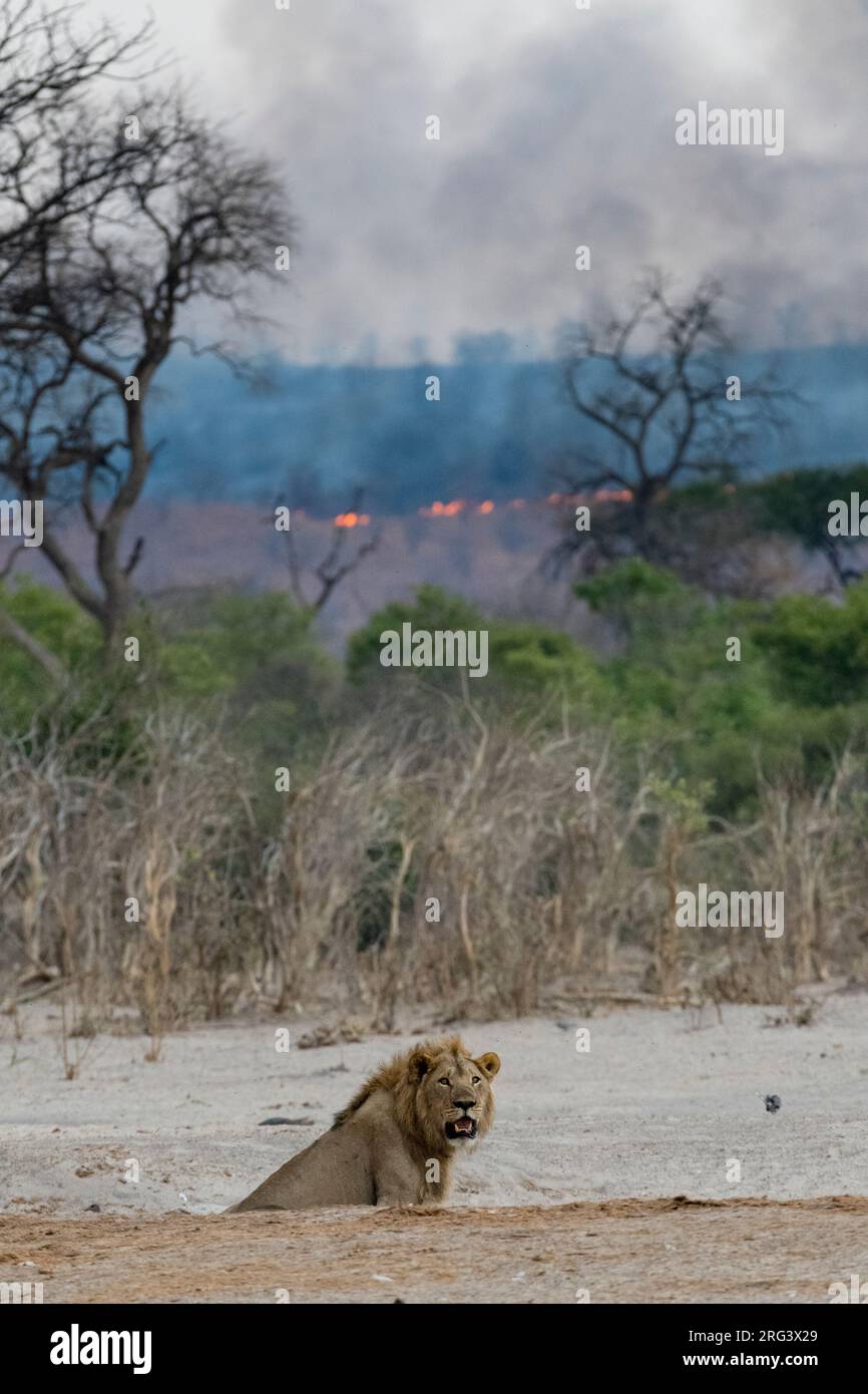 Un lion mâle, Panthera leo, avec un feu de brousse sur les collines entourant le marais Savuti en arrière-plan.Savuti, parc national de Chobe, Botswana Banque D'Images