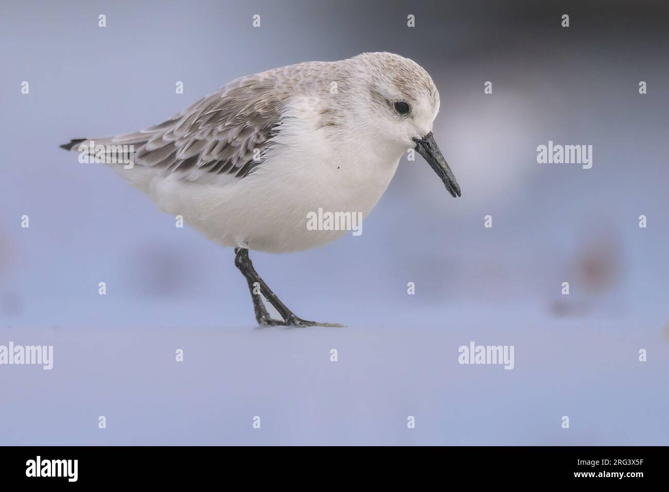 Sanderling (Calidris alba) debout sur la plage, avec le sable et l'eau comme fond. Banque D'Images