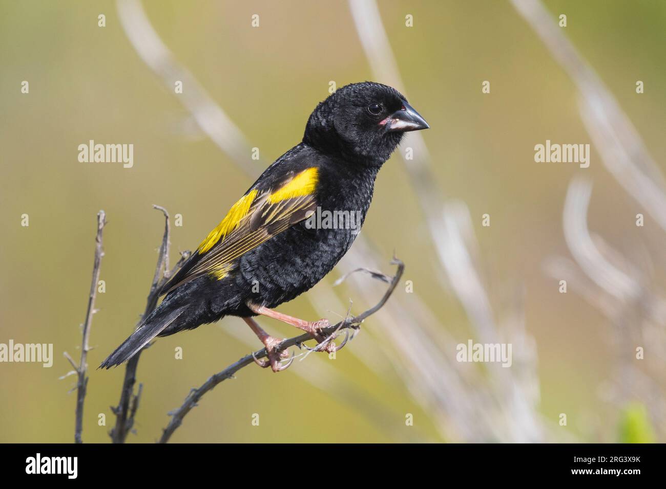 Evêque jaune (Euplectes capensis), vue latérale d'un homme adulte en plumage nicheuse perché sur une branche, Cap occidental, Afrique du Sud Banque D'Images