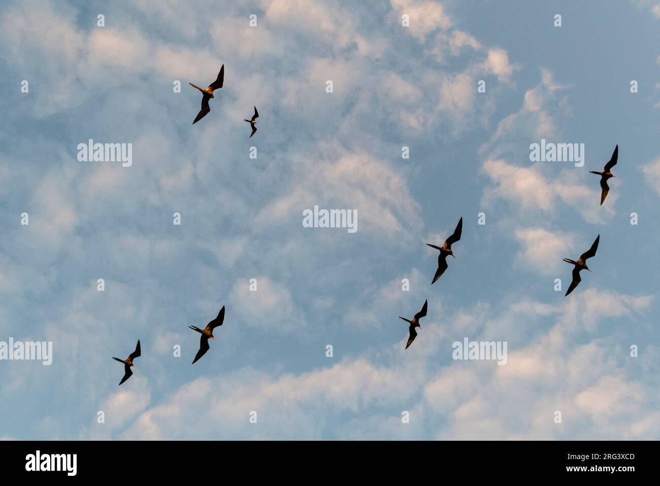 Grands oiseaux frégates, Fregata minor ridgwayi, volant contre un ciel bleu.South Plaza Island, Galapagos, Équateur Banque D'Images