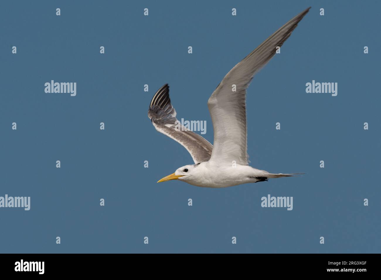 Grote Kuifstern dans viaje en avión ; Swift Dougall en vol Banque D'Images