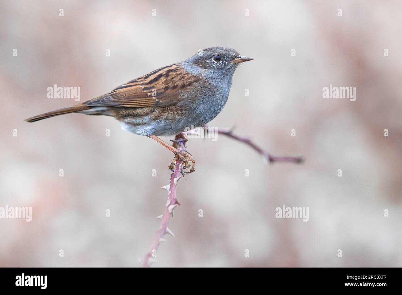 Dunnock, Prunella modularis, en Italie. Perché sur une brindille. Banque D'Images
