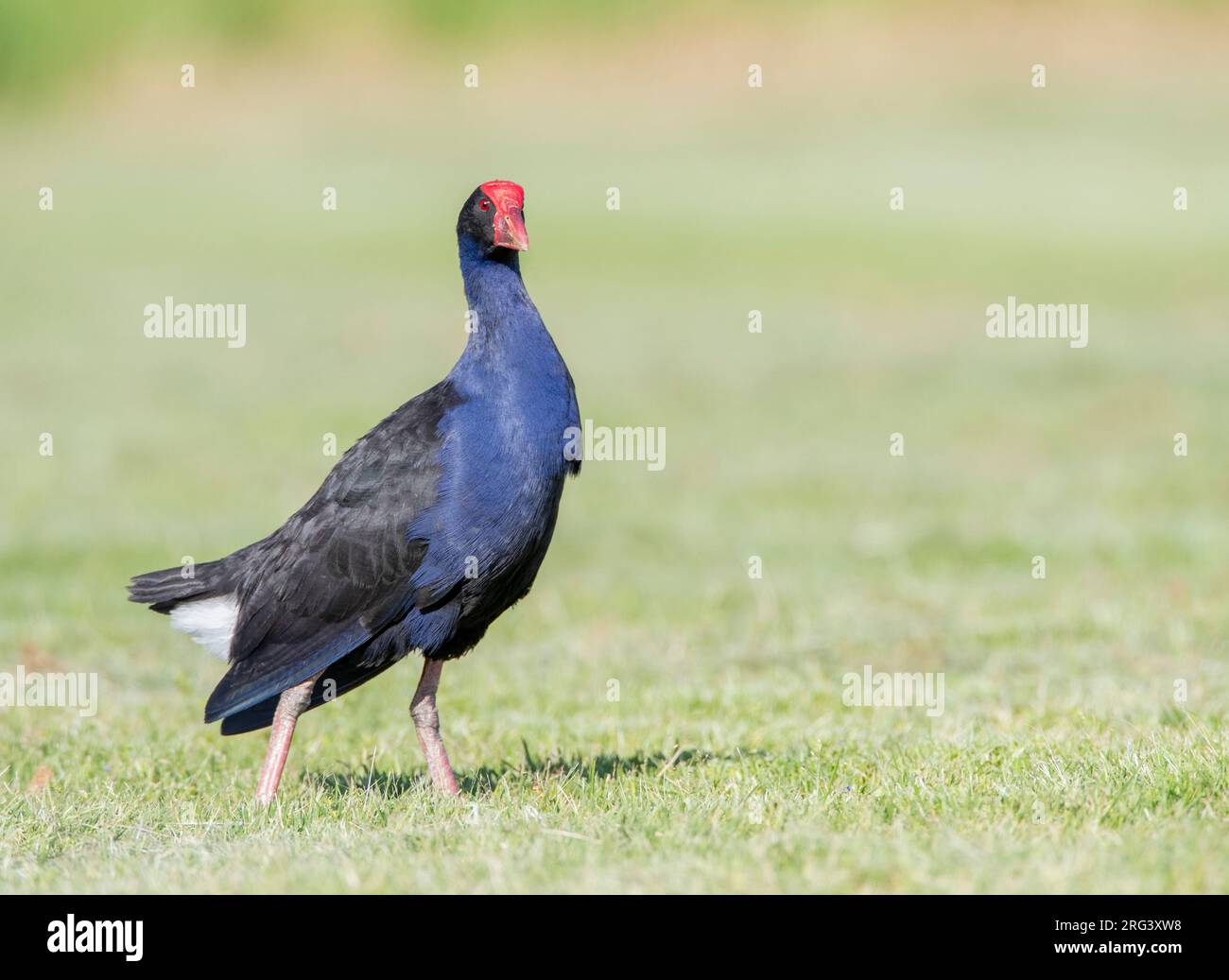 Cyphen australien (Porphyrio melanotus melanotus) dans le parc régional de Tawharanui, Île du Nord, Nouvelle-Zélande. Aussi connu sous le nom de Pukeko. Banque D'Images