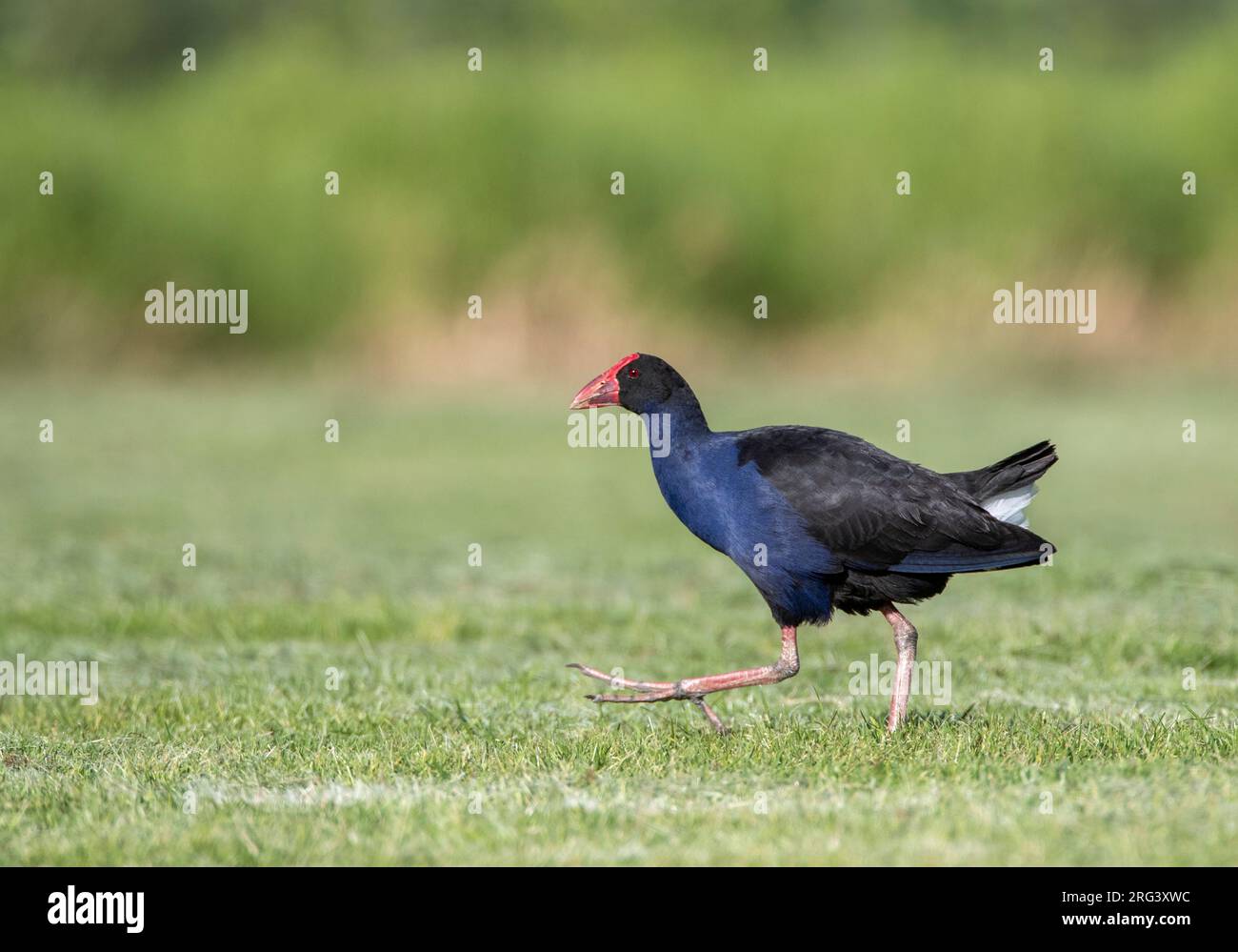 Cyphen australien (Porphyrio melanotus melanotus) dans le parc régional de Tawharanui, Île du Nord, Nouvelle-Zélande. Aussi connu sous le nom de Pukeko. Banque D'Images