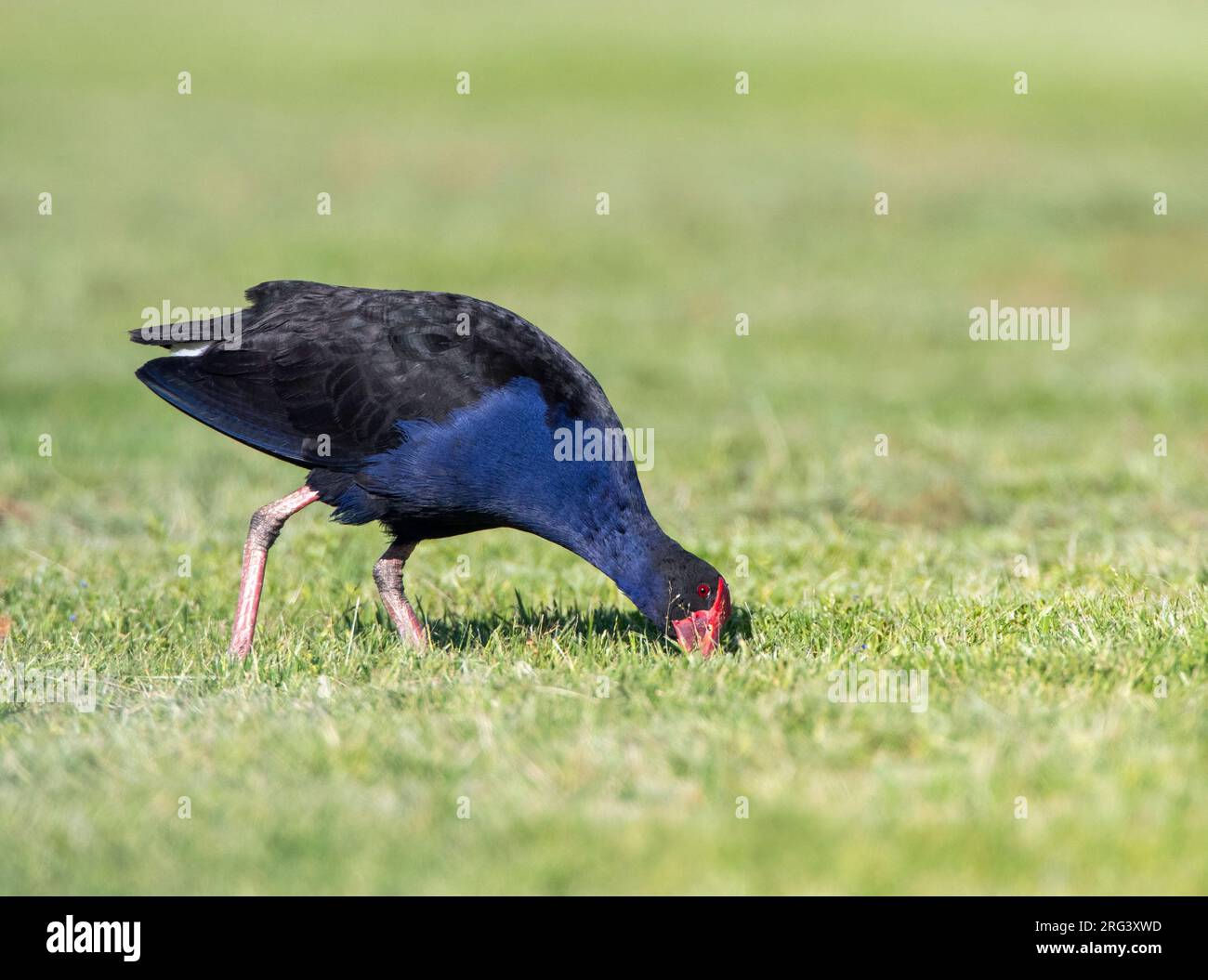 Cyphen australien (Porphyrio melanotus melanotus) dans le parc régional de Tawharanui, Île du Nord, Nouvelle-Zélande. Aussi connu sous le nom de Pukeko. Banque D'Images