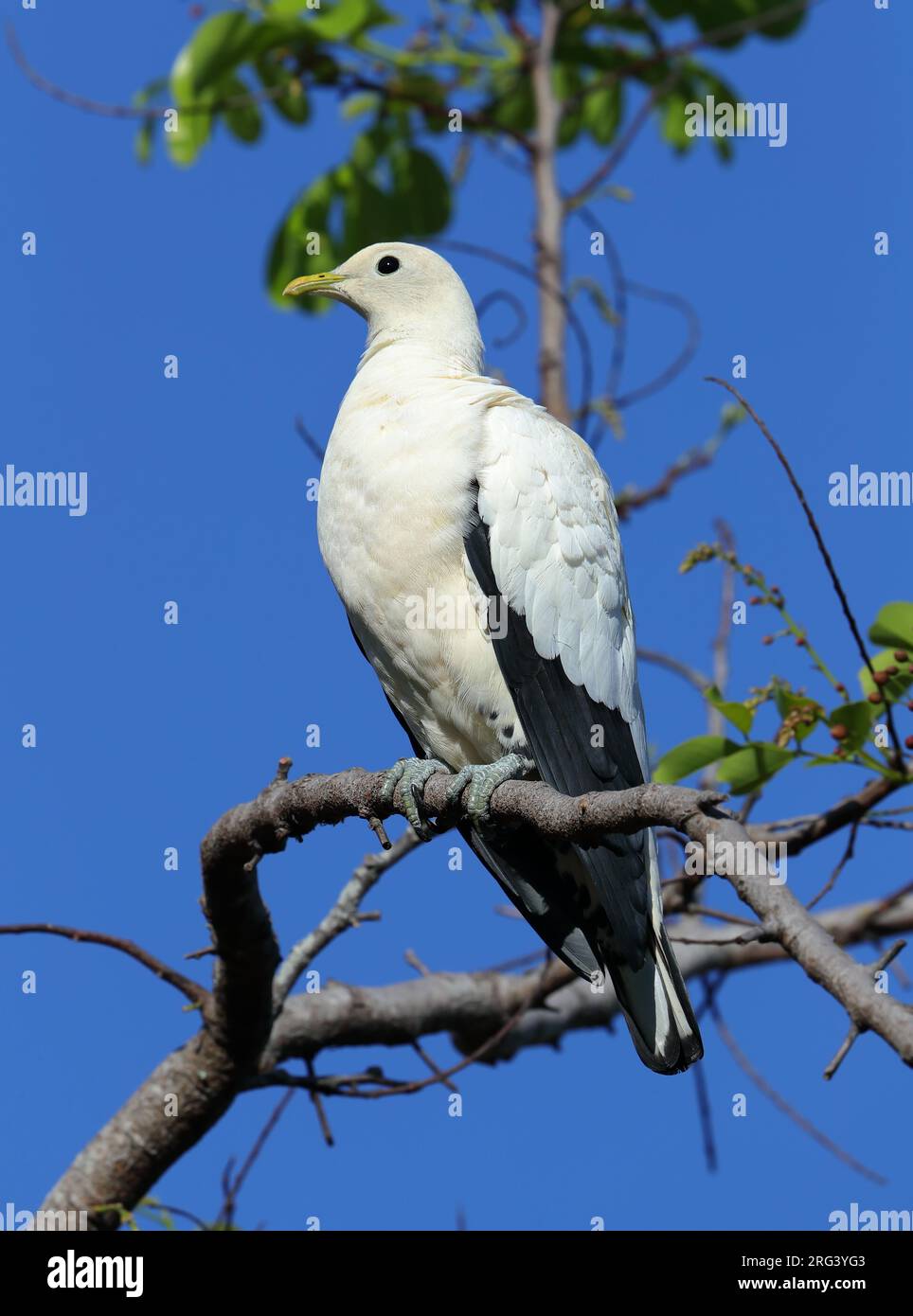 Torresian Imperial Pigeon, Ducula spilorrhoa, à Cairns Esplanade - Queensland- Australie Banque D'Images