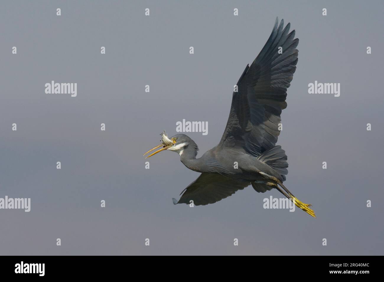 Donkere vorm Westelijke Rifreiger ; Dark morph Western Reef heron Banque D'Images