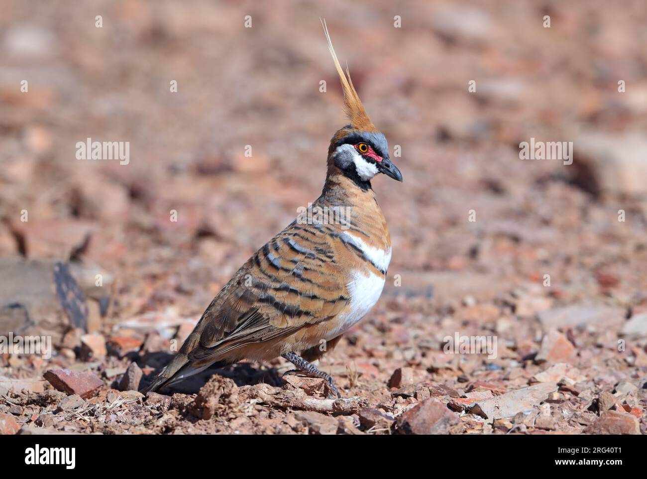 Prise le 22/11/2019 à Lake Moondarra - Mount ISA - Queensland - Australie Banque D'Images