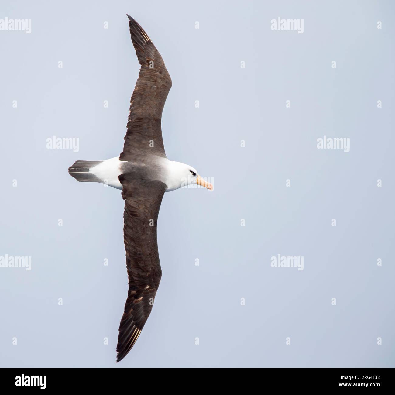 Campbell Albatross (Thalassarche impavida), également connu sous le nom de Campbell Mollymawk, en vol au-dessus de l'océan Pacifique sud de la Nouvelle-Zélande. Banque D'Images