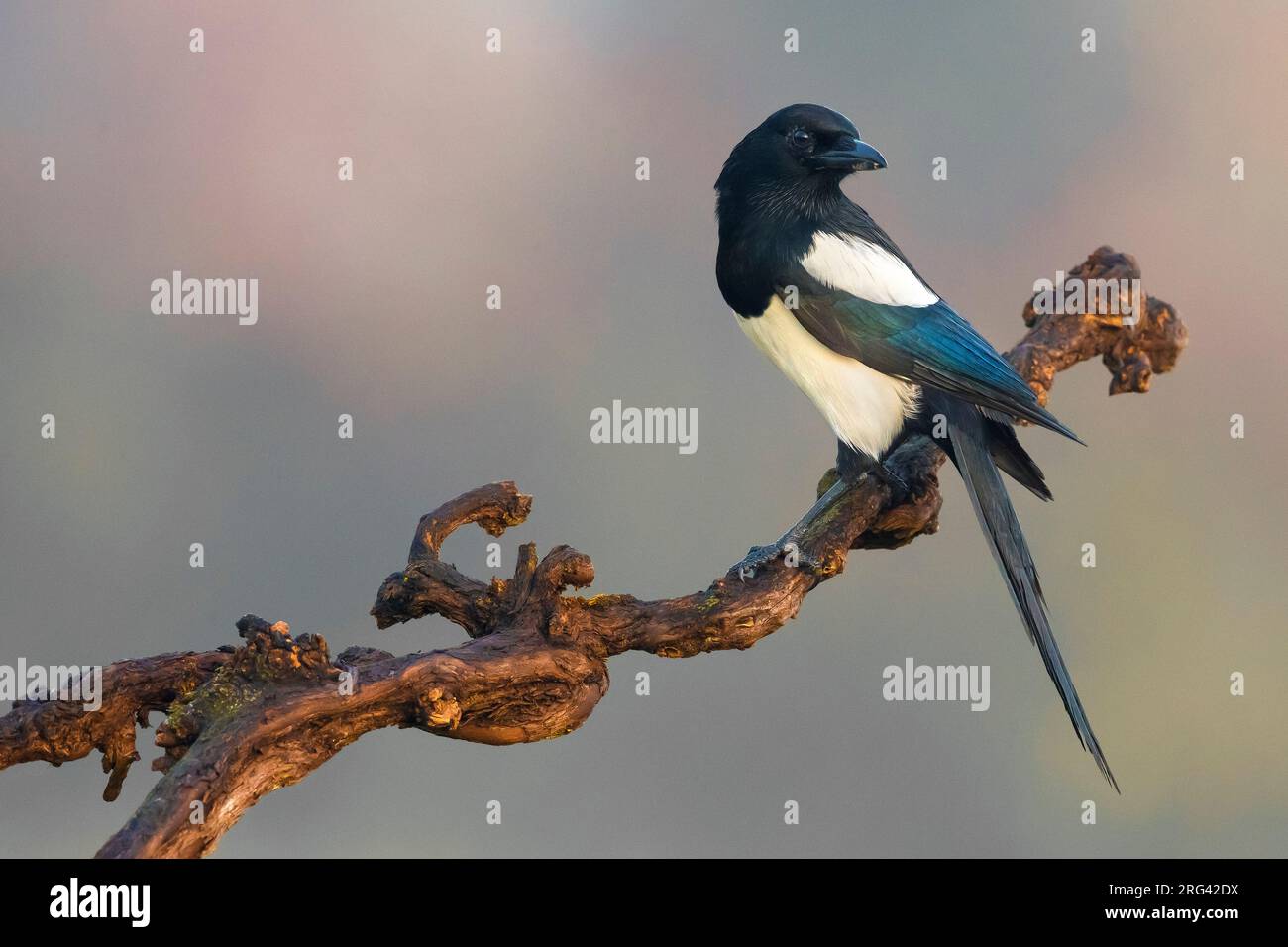 Eurasian Magpie (Pica pica) perché sur une belle branche en Italie. Banque D'Images