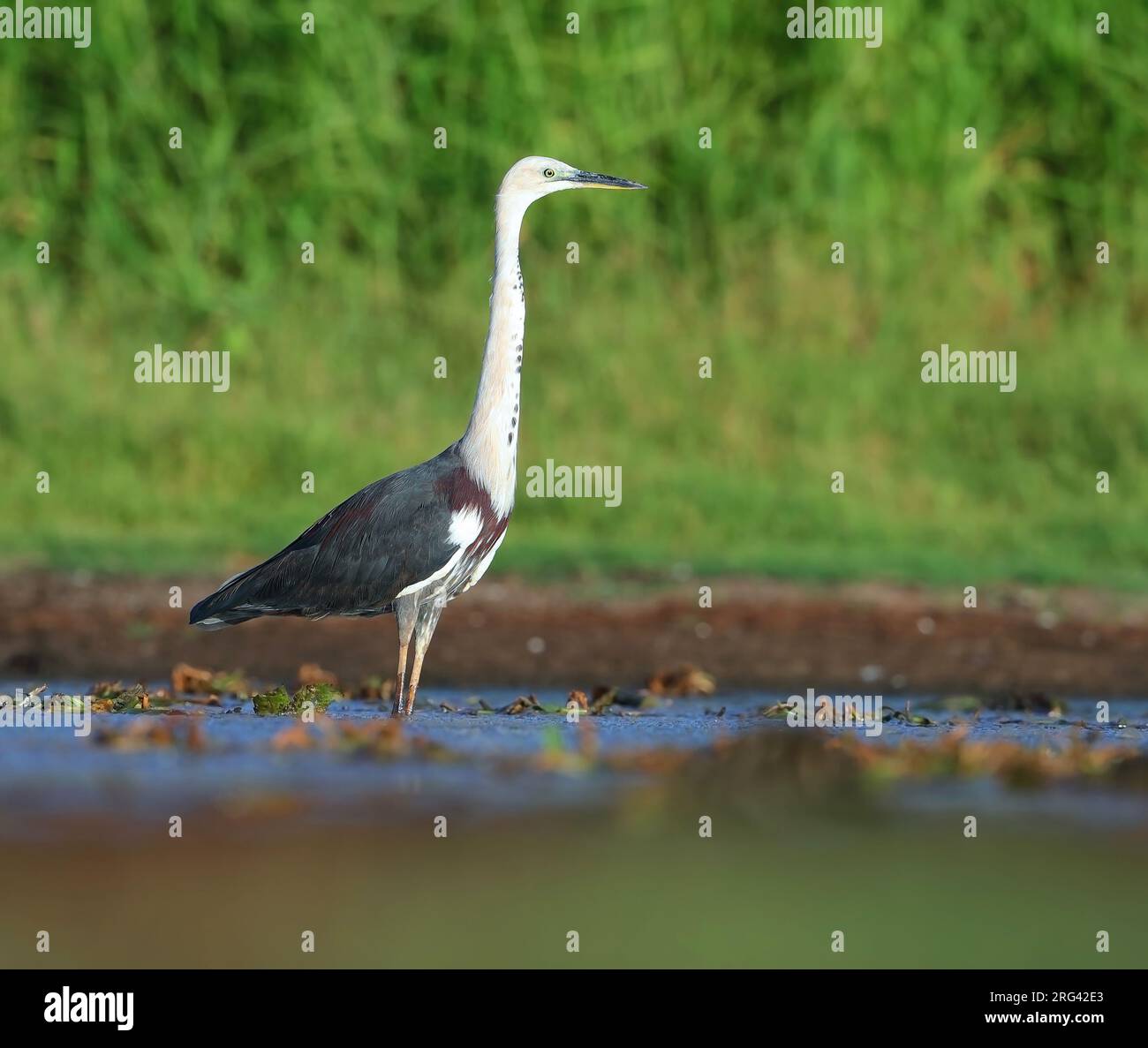 Héron à cou blanc, Ardea pacifica, dans la cachette d'oiseau de la Tour de Payet - Townsville - Australie. Banque D'Images