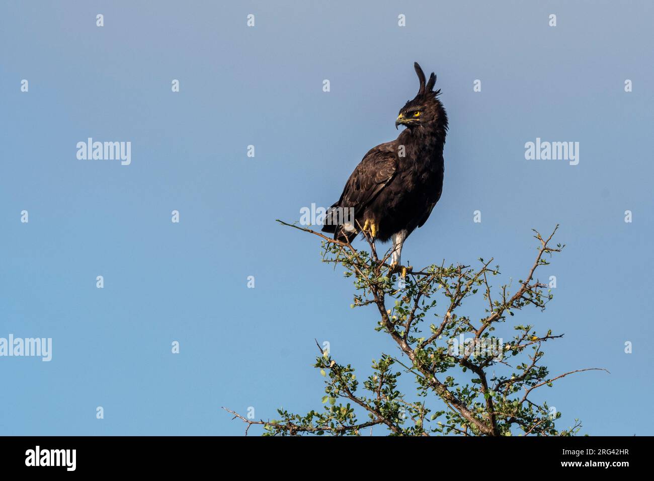 Un aigle à longue crête, Lopheetus occipitalis, qui perche dans un arbre.VOI, Tsavo, Kenya Banque D'Images