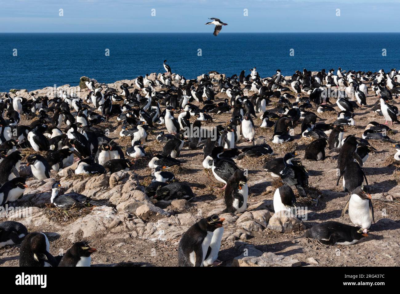 Une colonie de pingouins de la rockhopper, Eudyptes chrysocome, et de cerfs impériaux, Leucocarbo arriceps.Pebble Island, îles Falkland Banque D'Images