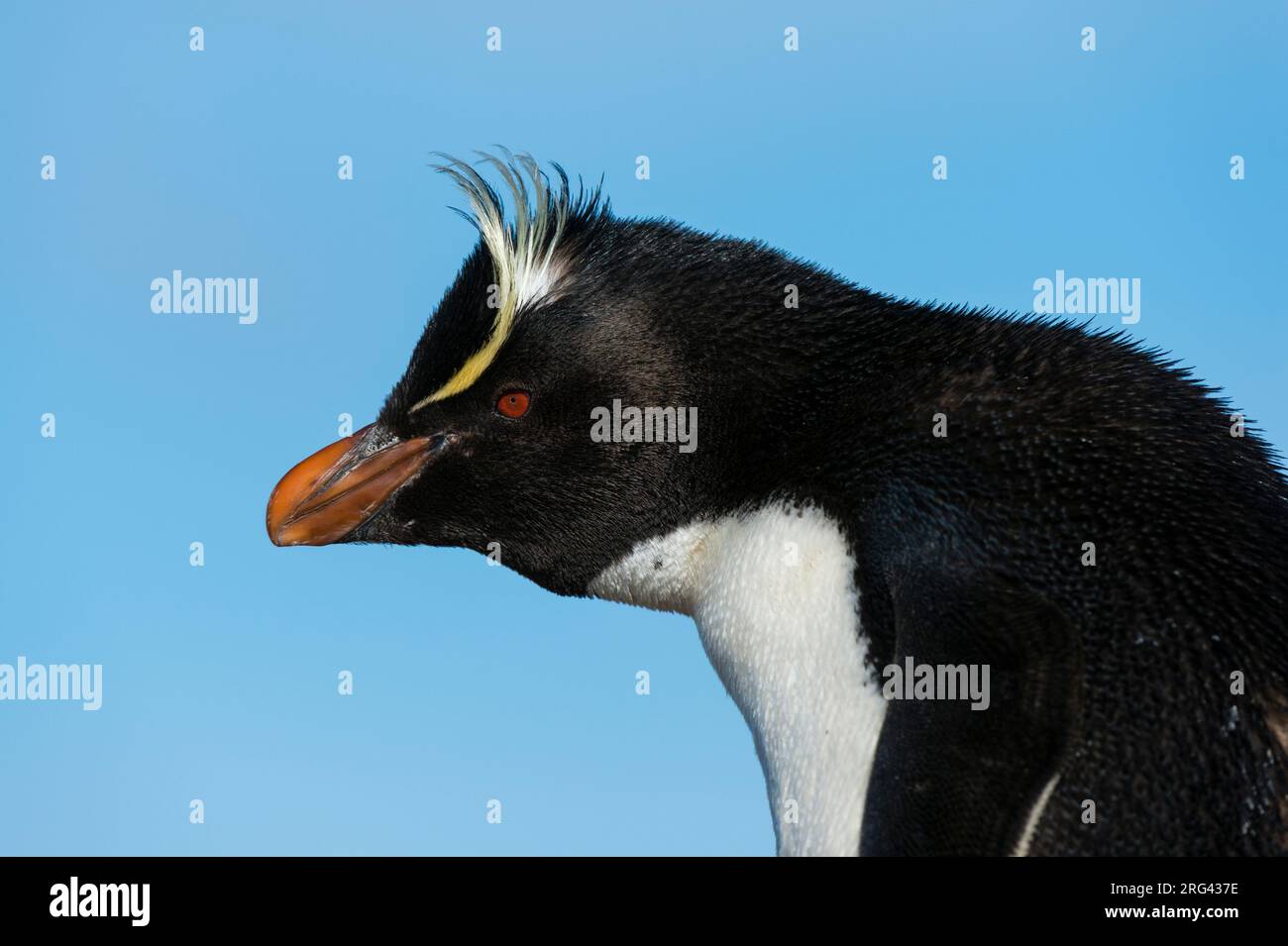 Gros plan d'un pingouin de la rockhopper, Eudiptes chrysocome.Pebble Island, îles Falkland Banque D'Images