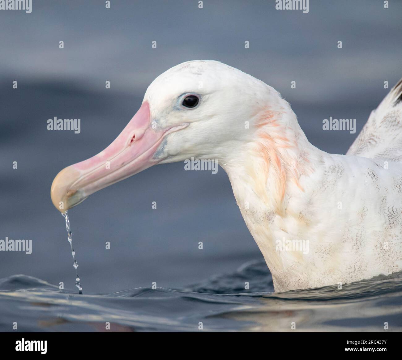 Gros plan sur un albatros de Gibson (Diomedea gibsoni) nageant en mer au large de Kaikoura, Nouvelle-Zélande. L'eau coule de son énorme facture rose. Banque D'Images