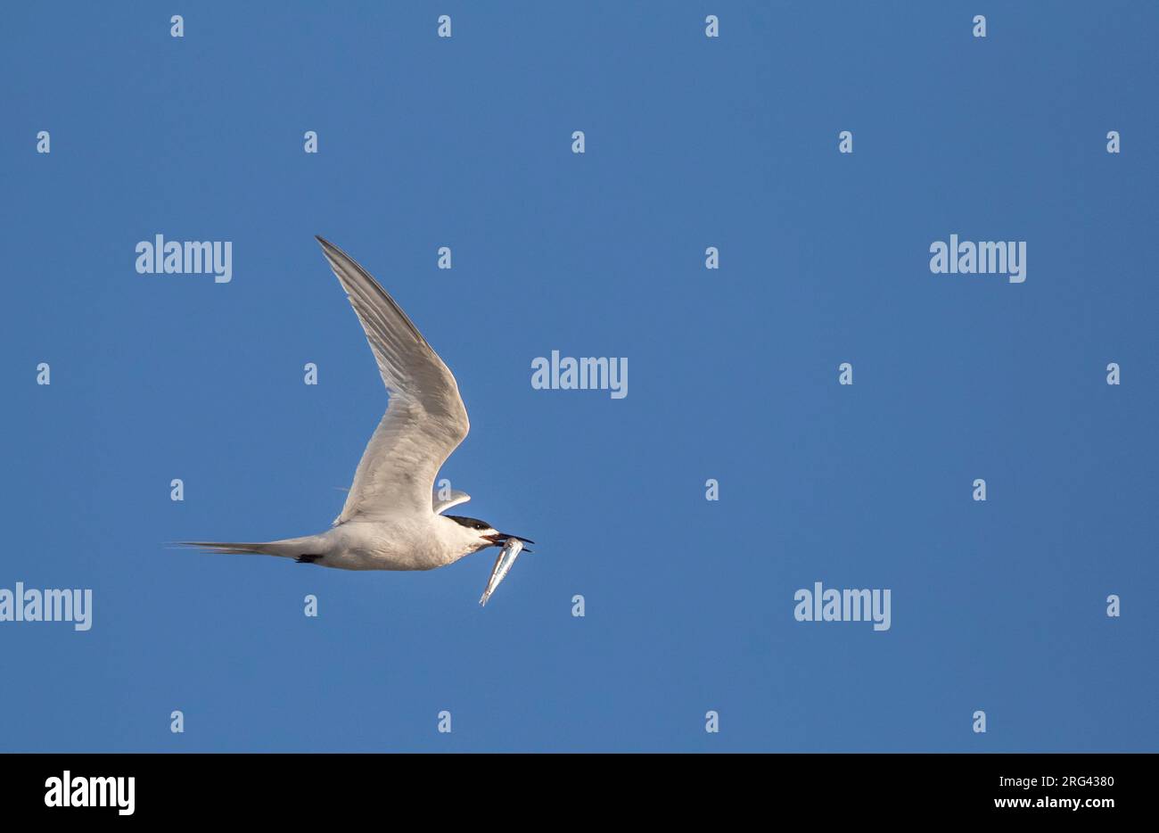 Sterne à fronde blanche (Sterna striata striata) adulte en vol avec un poisson dans son bec à Kaikoura, en Nouvelle-Zélande. Banque D'Images