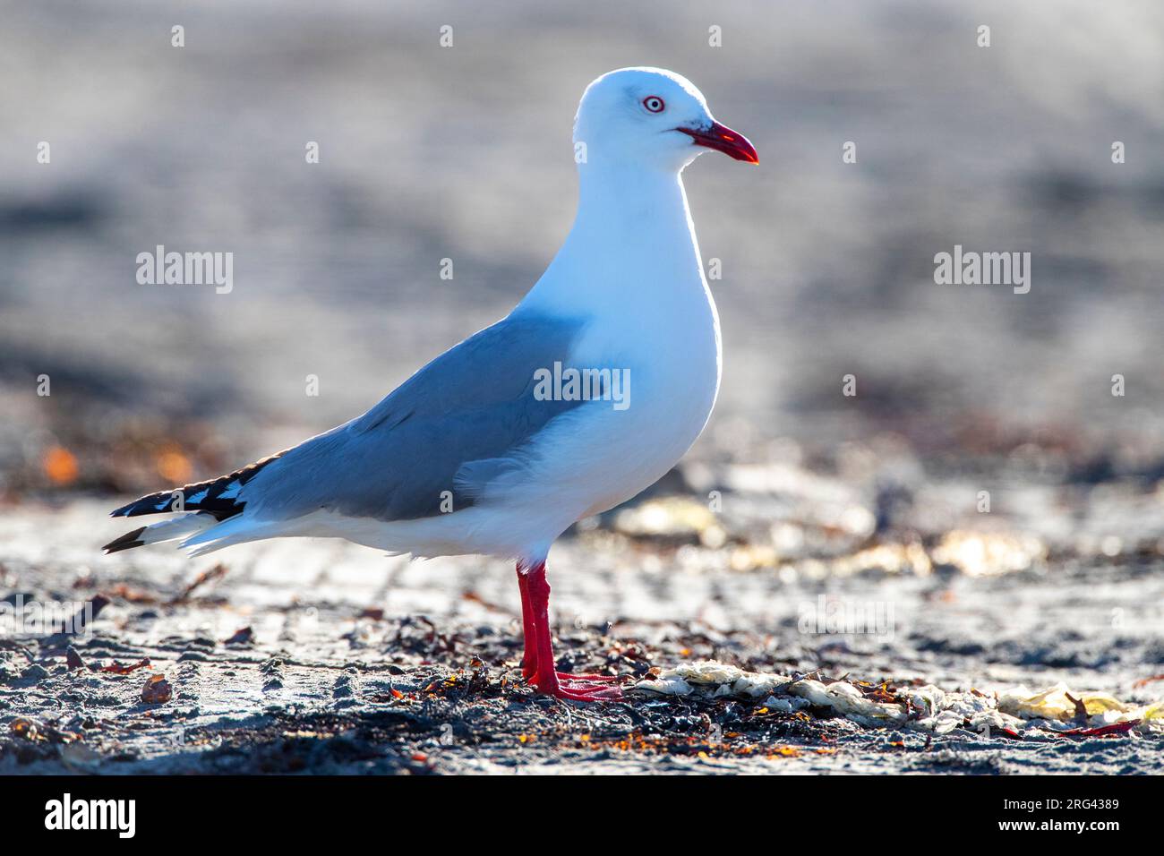 Gull à bec rouge adulte (Chericocephalus novaehollandiae scopulinus) sur l'île du Sud en Nouvelle-Zélande. Se tenir au sol. Banque D'Images