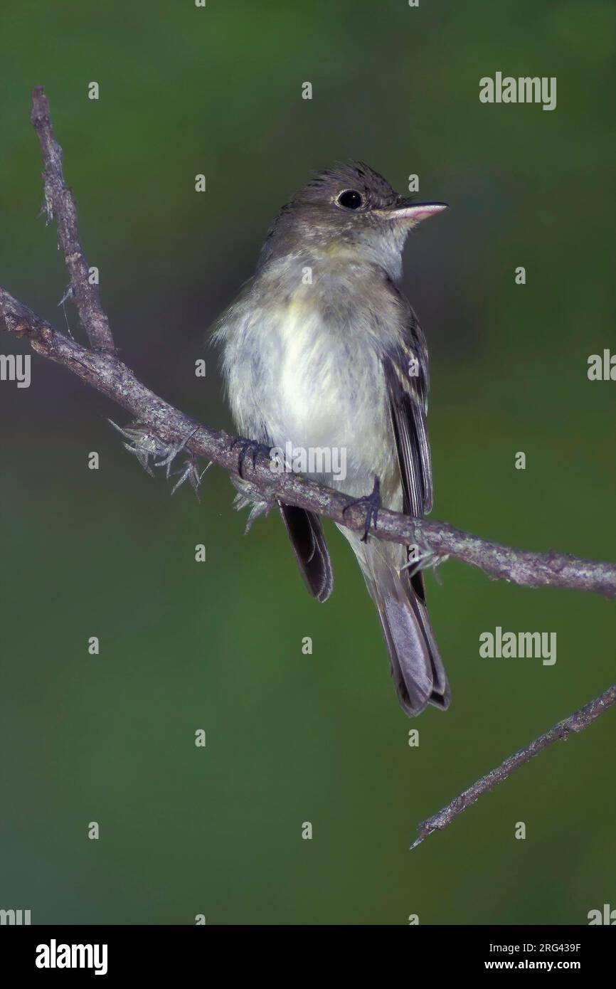 Adult Acadian Flycatcher, Empidonax virescens Uvalde Co., Texas, États-Unis Banque D'Images