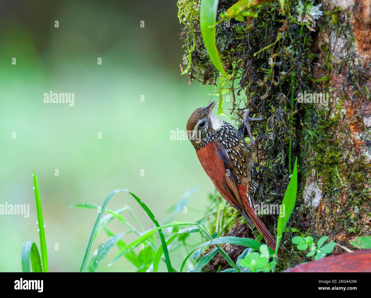 Précurseur perlé (Margarornis squamiger) au Lodge San isidro, versant est des Andes, Equateur. Banque D'Images