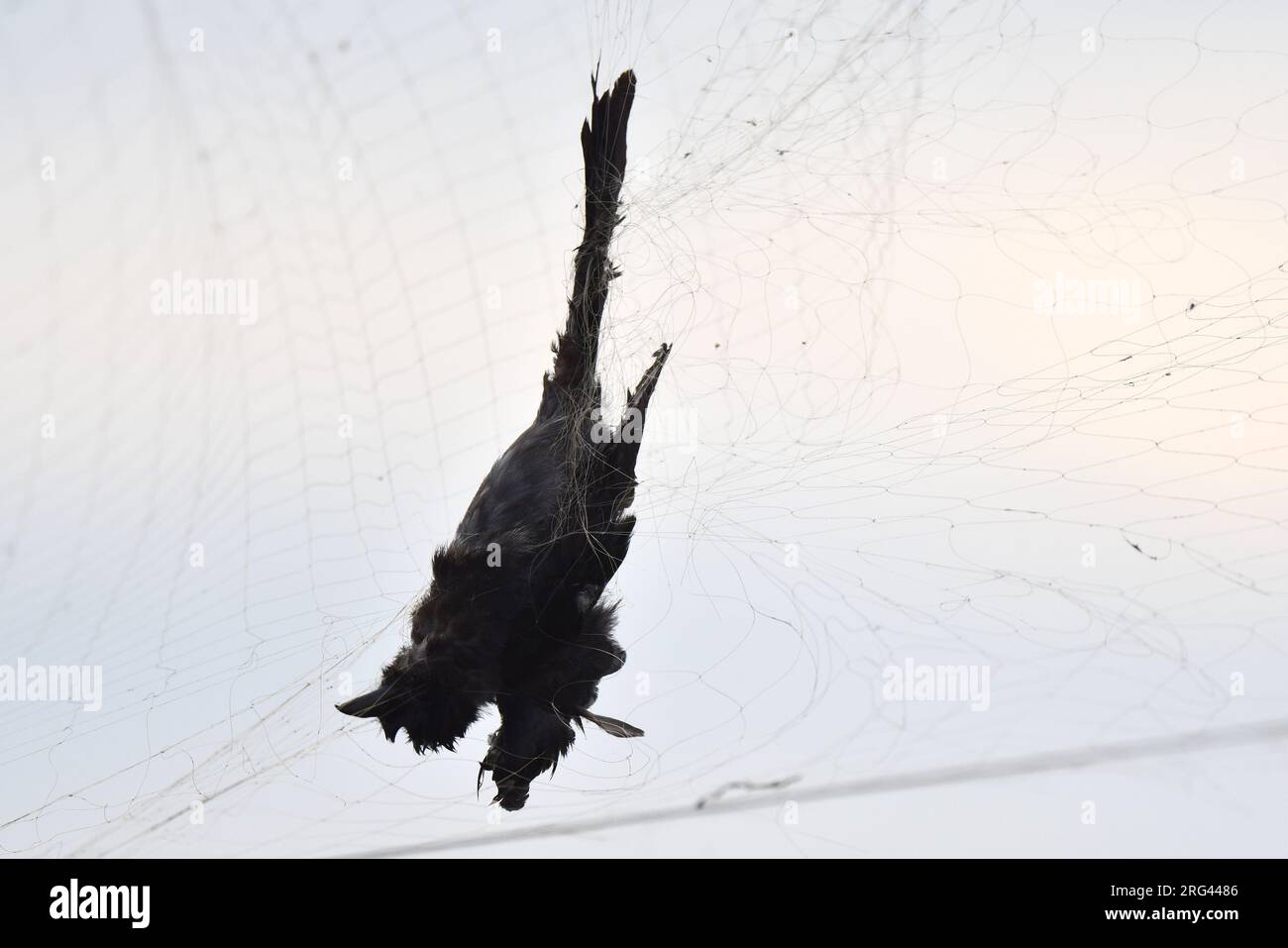 Black Drongo suspendu dans un nid de brume illégal à Moeyungyi, Myanmar. Filets de brume utilisés pour capturer les oiseaux sauvages et les insectes de plus grande taille pour la consommation. Banque D'Images