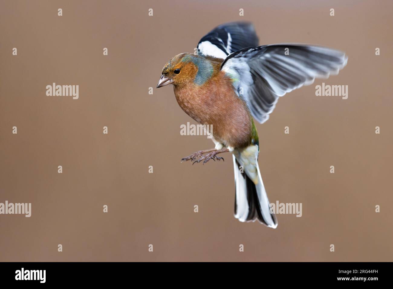 Hivernage du mouton commun (Fringilla coelebs) en Italie. Mâle en vol. Banque D'Images