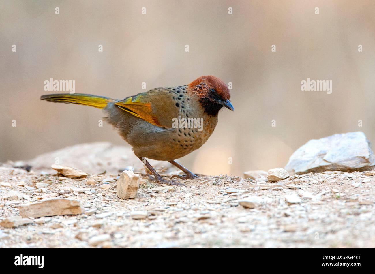 Le Trochalopteron erythrocephalum (Trochalopteron erythrocephalum) à Pangot dans les contreforts de l'Himalaya en Inde. Banque D'Images