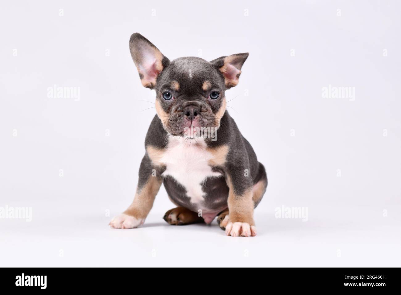 Chiot chien Bulldog français Blue Tan de 8 semaines Banque D'Images