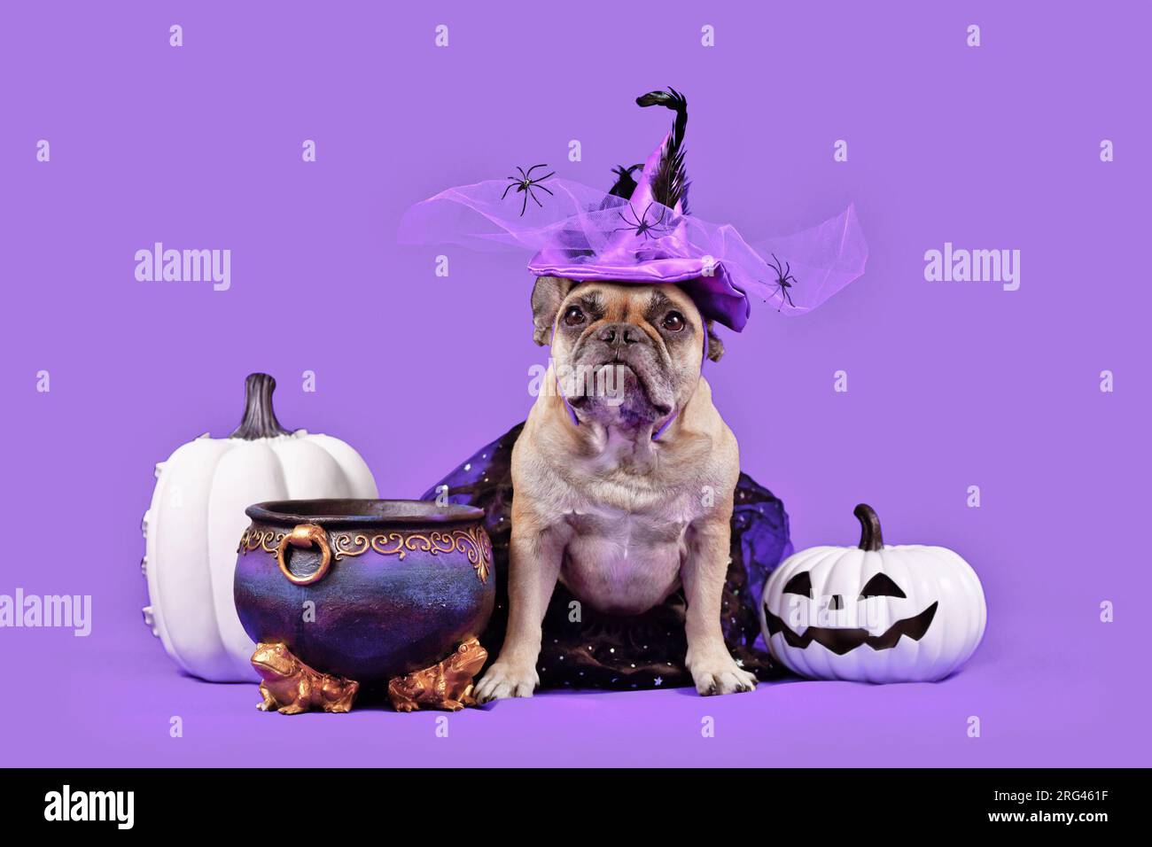 Chien Bulldog français avec chapeau de sorcière déguisé Halloween à côté de chou-fleur et de citrouilles sur fond violet Banque D'Images