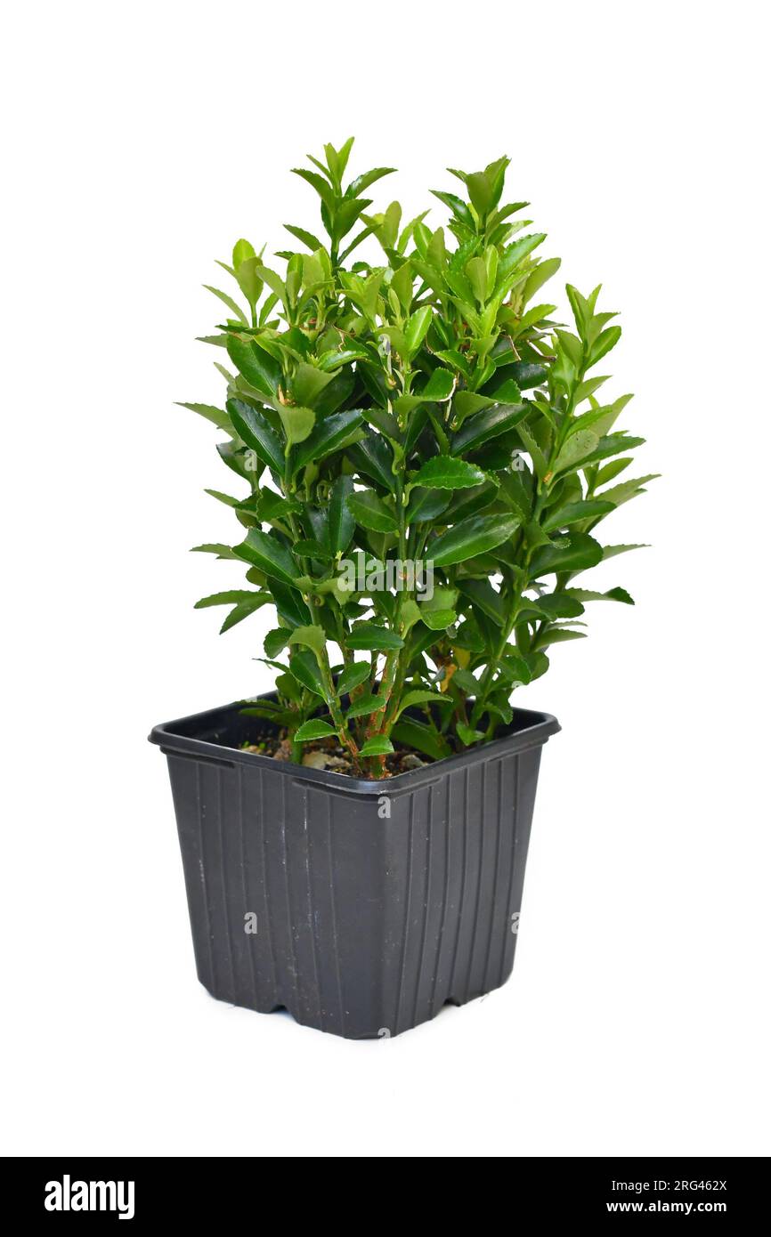 Plante d'arbre à fuseau 'Euonymus radicans Green Rockett' en pot sur fond blanc Banque D'Images