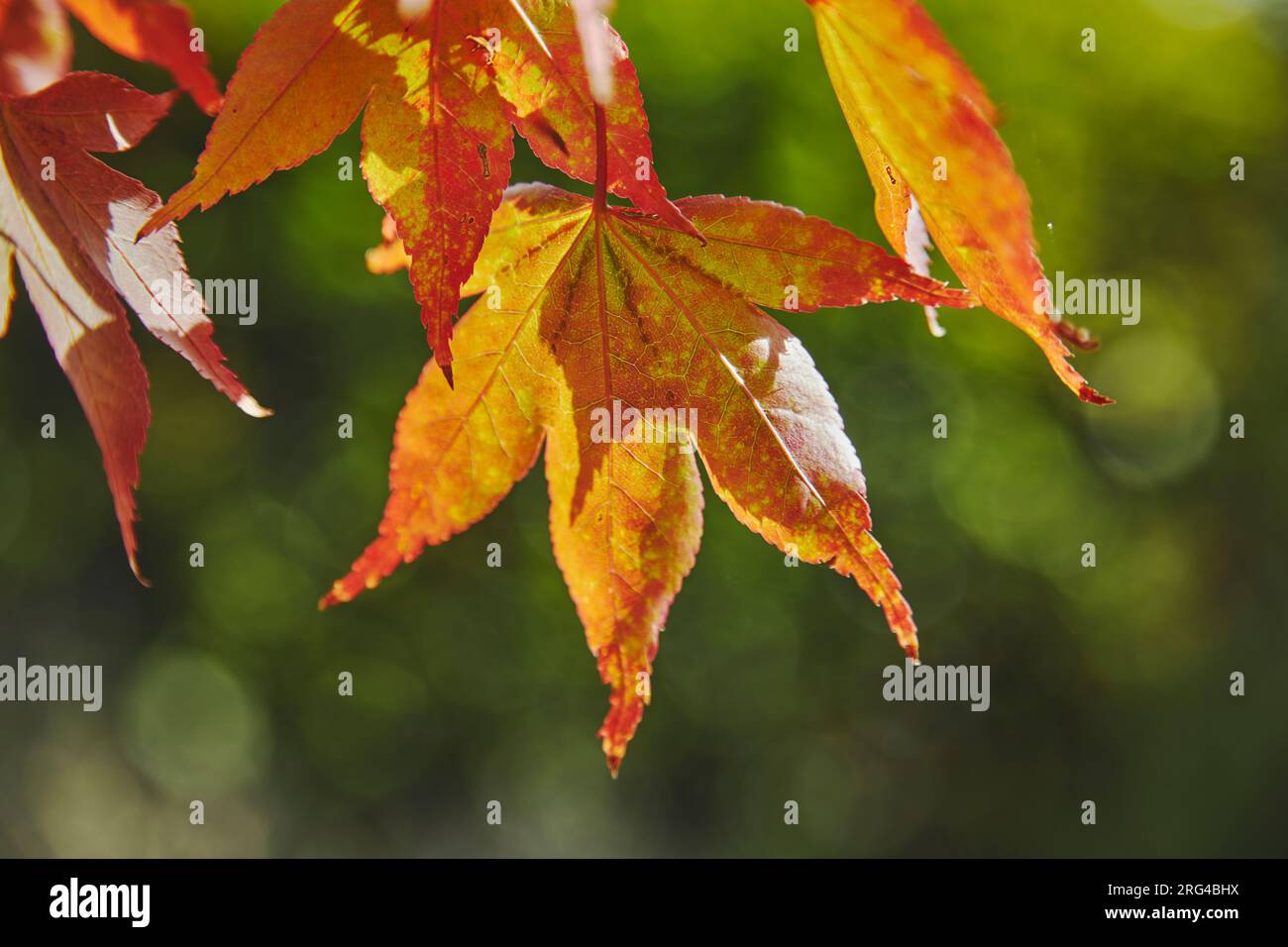 Feuilles d'un érable japonais (Acer palmatum) de couleur rouge automnale, dans un jardin anglais du Devon, Grande-Bretagne Banque D'Images