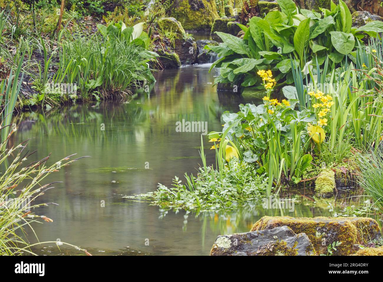 Un petit ruisseau coulant à travers un jardin typiquement anglais au printemps ; Devon, Grande-Bretagne. Banque D'Images