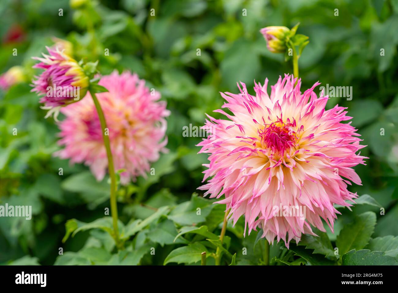 Dahlias roses dans le jardin de la maison. Banque D'Images