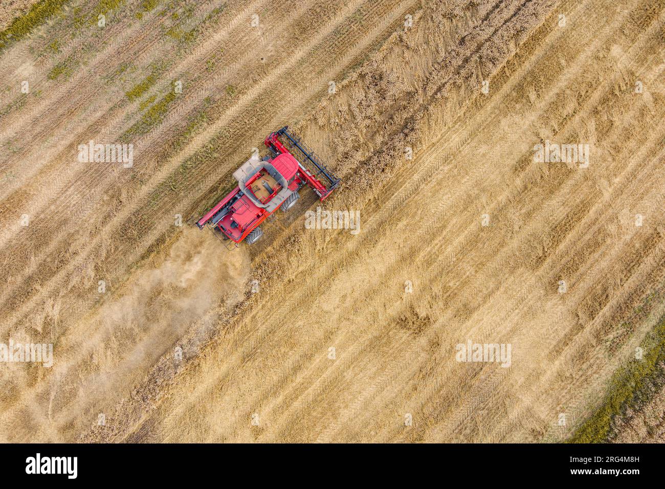 Moissonneuse-batteuse machine agricole récoltant un champ de blé mûr doré. Vue aérienne de l'agriculture Banque D'Images