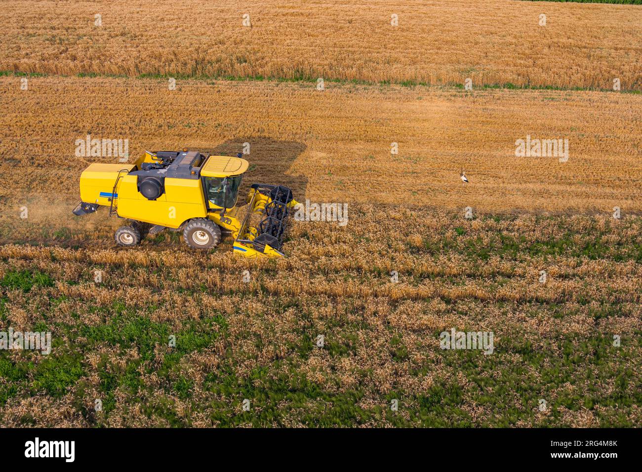 Vue aérienne drone, moissonneuses-batteuses travaillant dans le champ de blé Banque D'Images